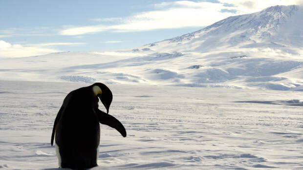 Le Figaro: пингвинам уже льда и еды не хватает — до чего человек планету довёл