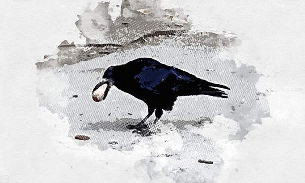 Сердобольная орловчанка спасла обледенелую ворону