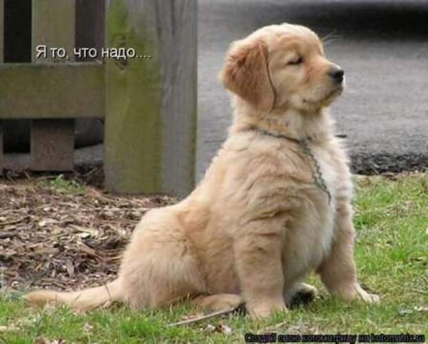 Прикольные животные, котоматрица