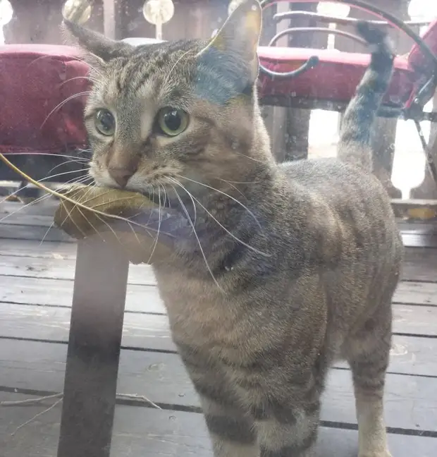 Фотография: 22 котика, в которых внезапно проснулся охотничий инстинкт, но они забыли как это делается №9 - BigPicture.ru