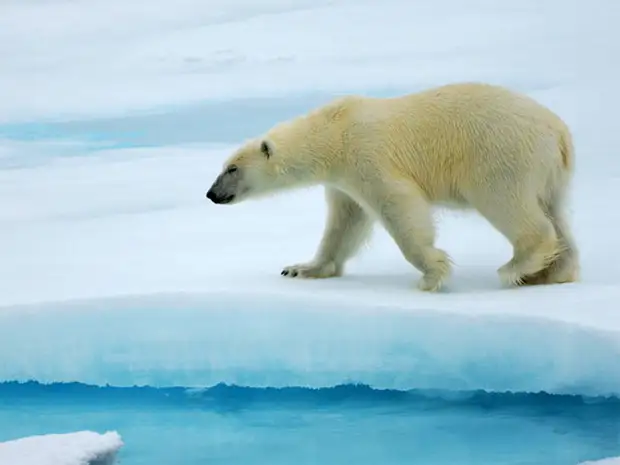 https://amolife.com/image/images/stories/Animals/Wild%20Life/polar_bears%20(20).jpg