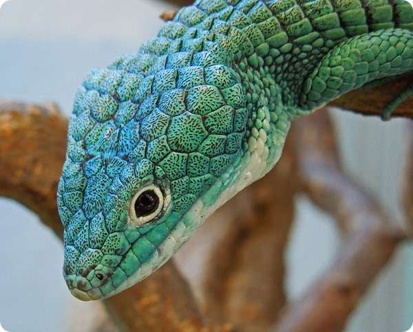 Древесная аброния (лат. Abronia graminea)