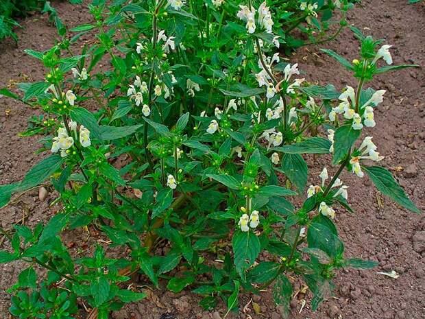 Лекарственное растение Пикульник посевной (Galeopsis segetum)