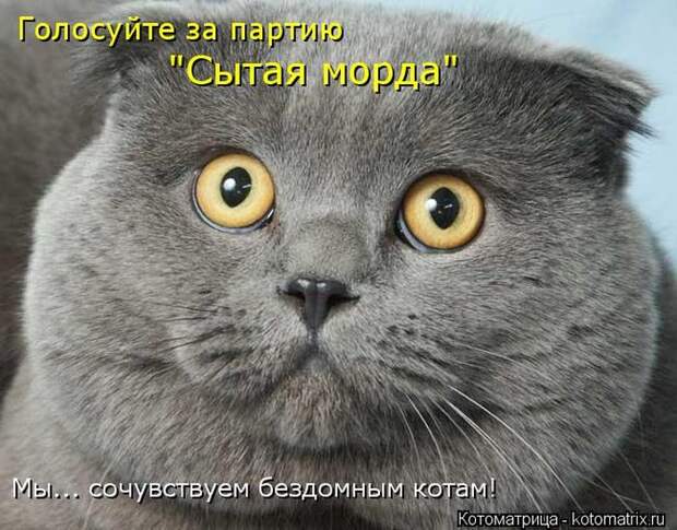 Лучшие котоматрицы недели Лучшие котоматрицы недели