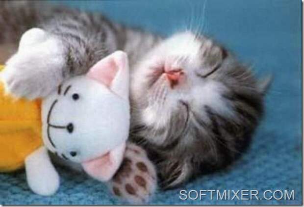 slp_cats_53