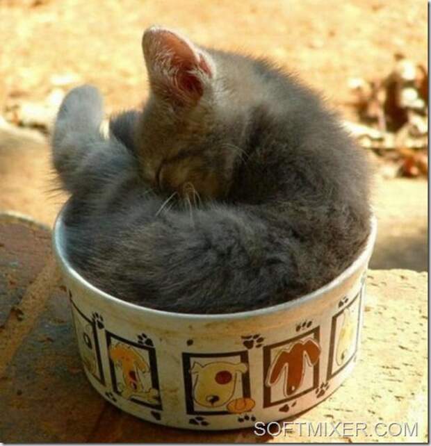 slp_cats_15