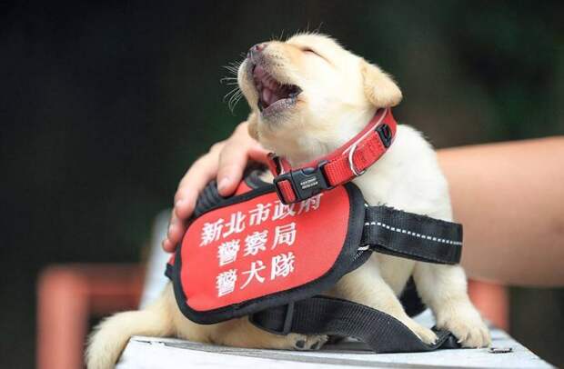 Полиция Тайваня выложила очаровательные фото принятых на работу щенков лабрадора