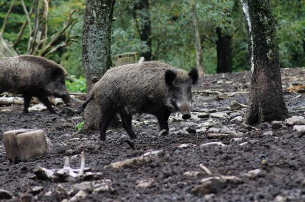 boar-4540450_1280.jpg boar-4540450_1280.jpg