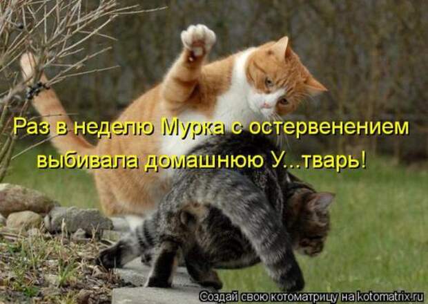 Котоматрицы(картинки с надписями)