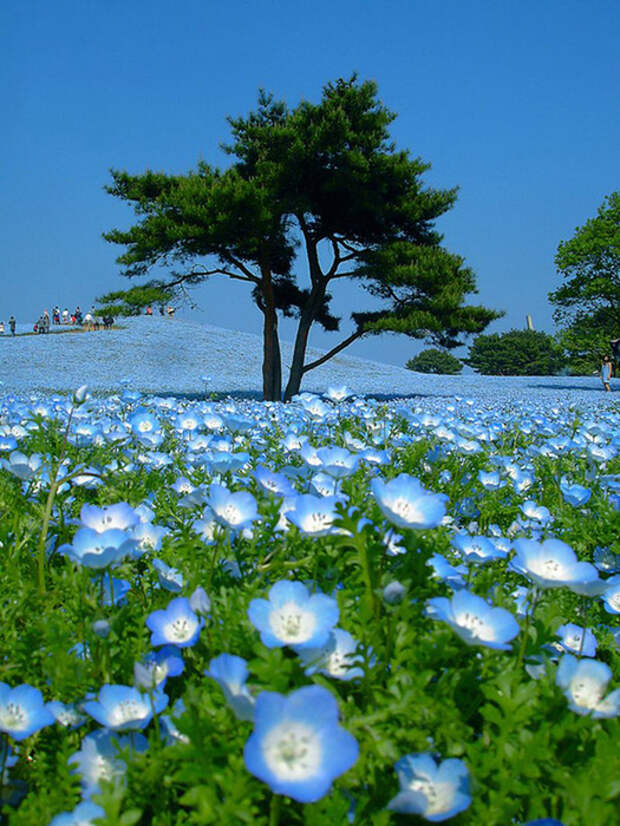 NewPix.ru - «Hitachi Seaside Park» сад цветов в Японии