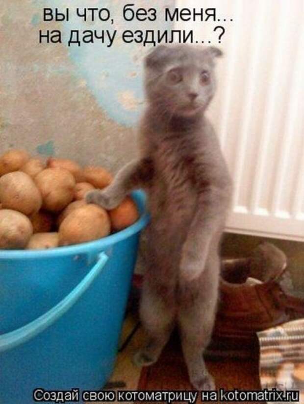 Сборка котоматриц