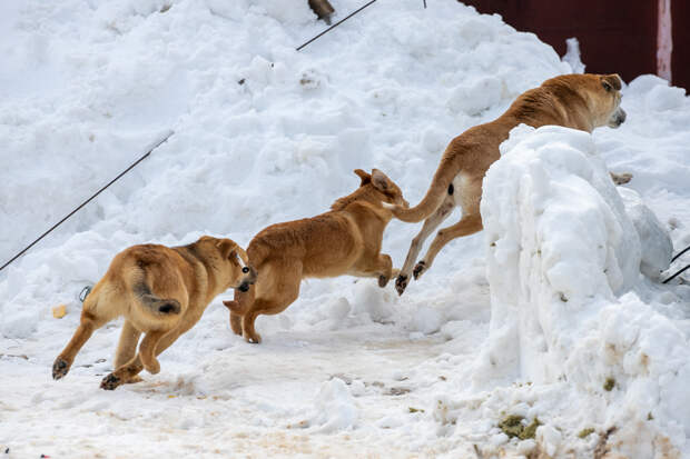 Отмена приказа о субсидиях тульскому приюту "Континент+" является юридической формальностью