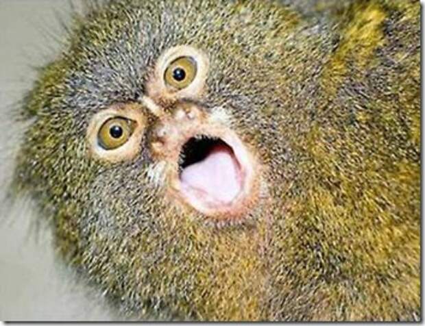 _pygmy_marmoset