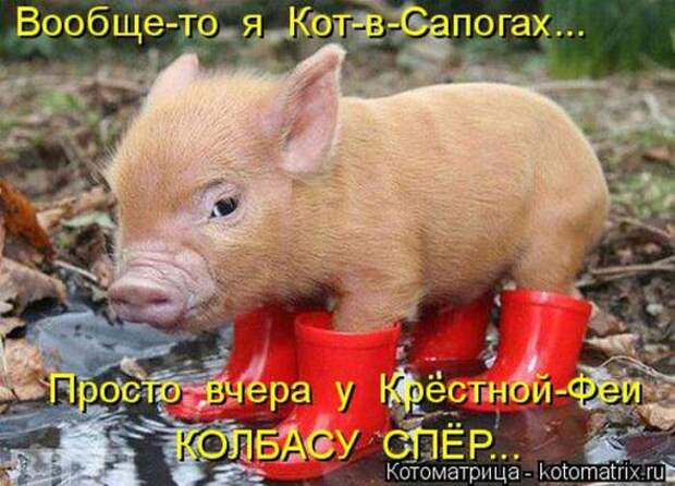 Котоматрицы(картинки с надписями)
