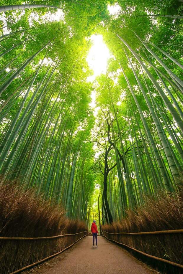 Киото, Япония Кругосветное путешествие, интересно, мир в кармане, от Земли до Луны, приключения, путешествия, страны и города, увлекательно