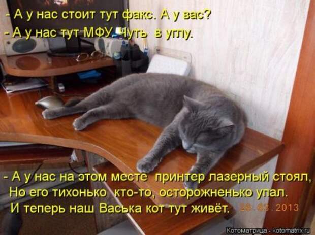 Отличная коллекция котоматриц (25 шт)