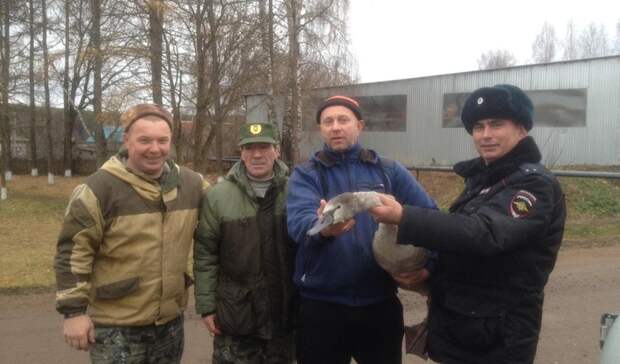 Раненого лебедя спасли в Можгинском районе Удмуртии