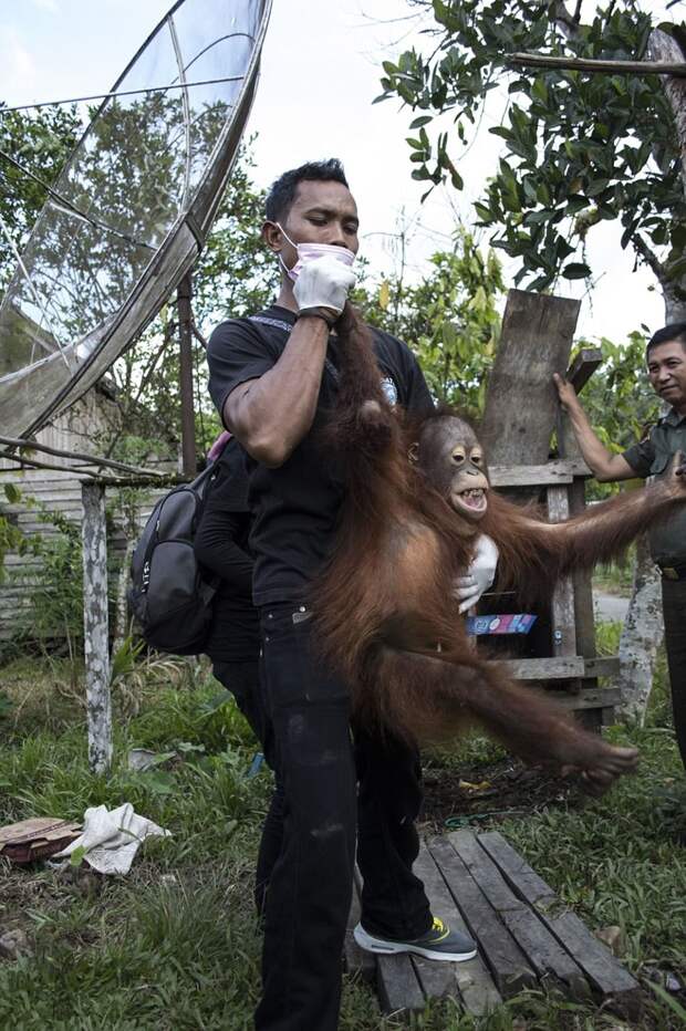 Но зоозащитники сумели выманить его наружу, чтобы забрать с собой в специальный реабилитационный центр видео, защита животных, орангутан, спасение животного