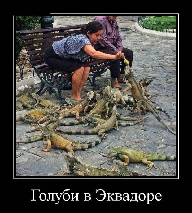 Демотиваторы демотиваторы, фото, юмор