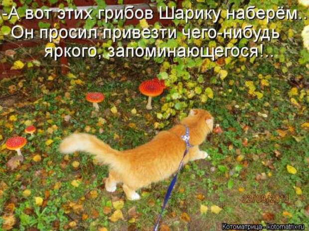 Котоматрицы(картинки с надписями)