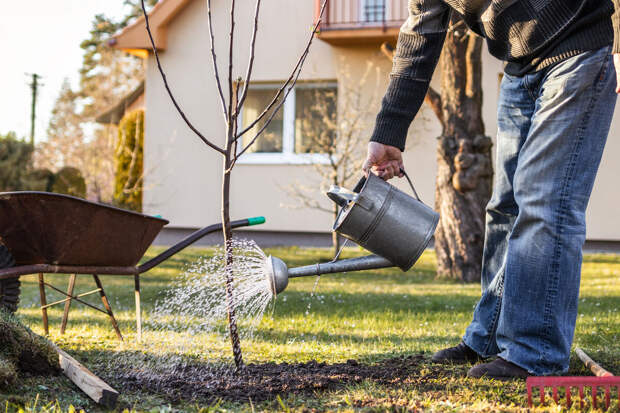 В Союзе дачников рекомендовали опрыскивать сад от вредителей до цветения