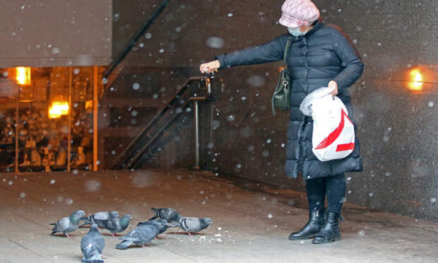 Россиянам грозит штраф до 3 тыс. рублей за кормление голубей