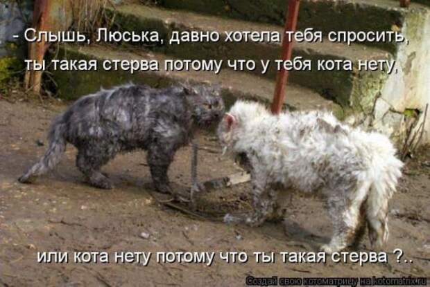 Котоматрицы(картинки с надписями)