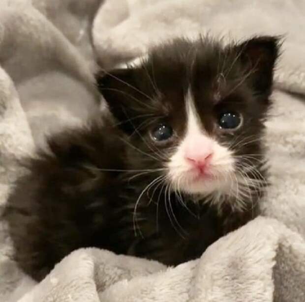 Котенок плачет Котенок сидит