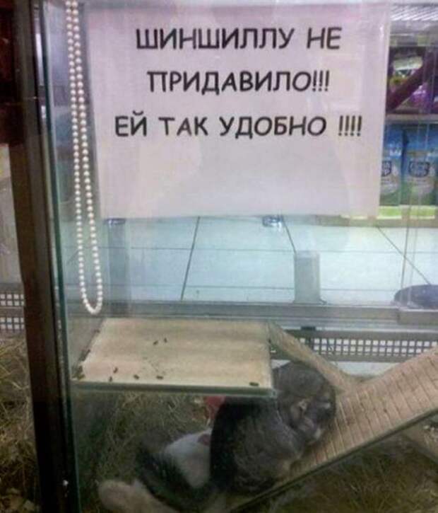шиншилла