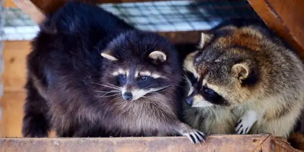 В Москве стартовала всероссийская акция по сбору помощи зоопаркам Донбасса и Украины