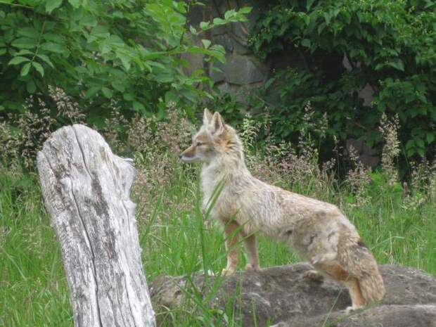 Степная лисица: нелегкая жизнь животного