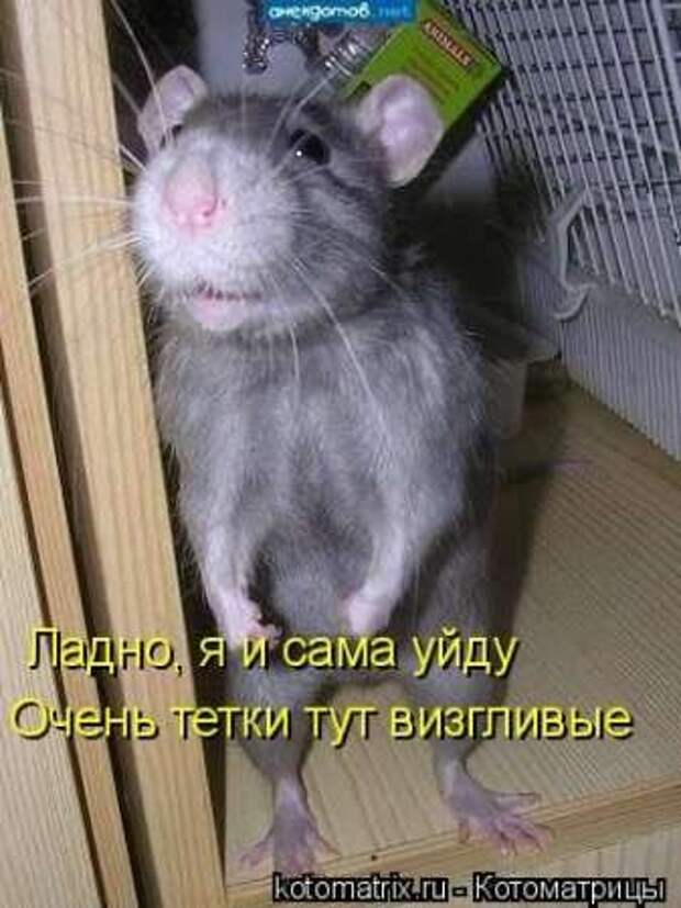 Прикольные животные, котоматрица