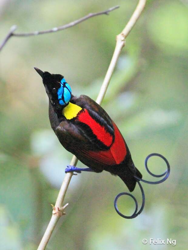 exotic-birds-11