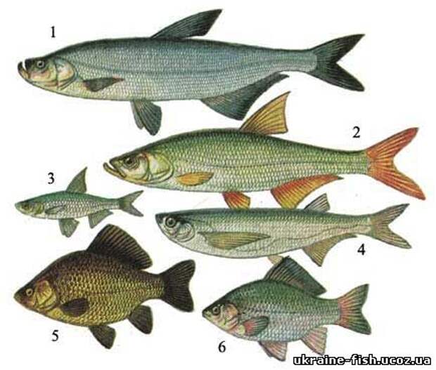 Какие рыбы водятся в волге список фото с названиями