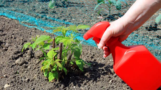 Малины будет в избытке: чем подкормить кусты весной, чтобы ветки гнулись от ягод