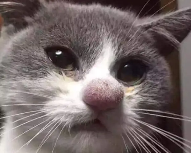 Фотография: 22 котика, в которых внезапно проснулся охотничий инстинкт, но они забыли как это делается №8 - BigPicture.ru