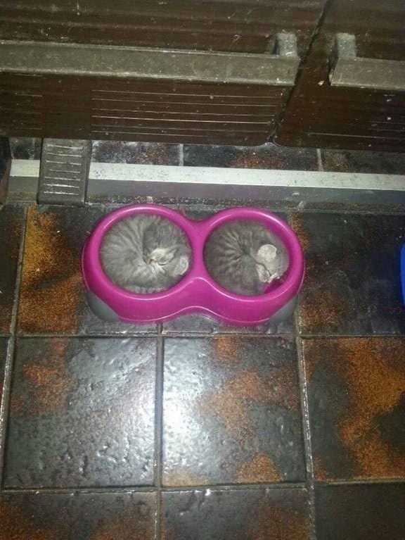 22 доказательства того, что кот - это жидкость