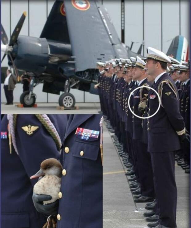 Милые армейские фото с животными, показывающие, что война затрагивает не только людей