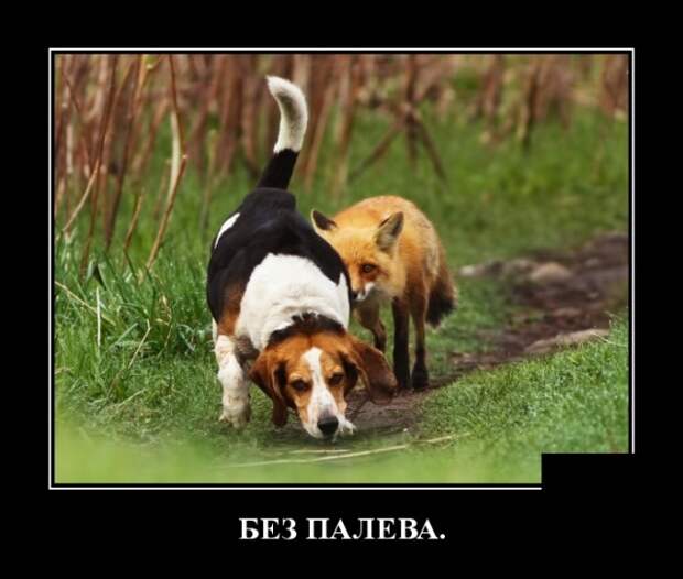 Демотиваторы смешные
