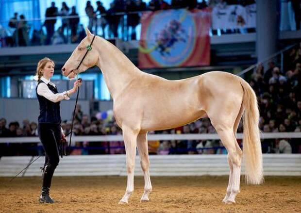 Представляем вам самую редкую и красивую лошадь в мире!