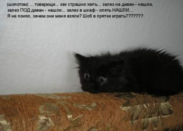 Котоматрицы: Мысли вслух