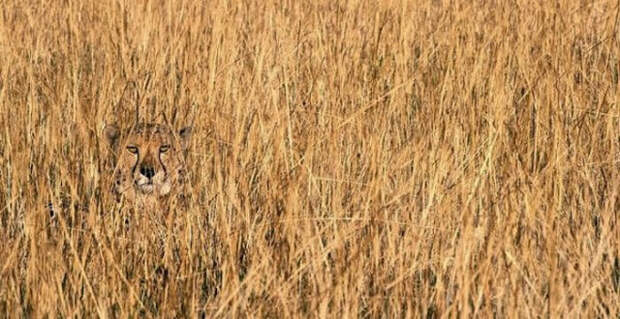 Удивительные животные, которые маскируются лучше, чем ниндзя животные, животный мир, маскировка, ниндзя, природа, удивительное