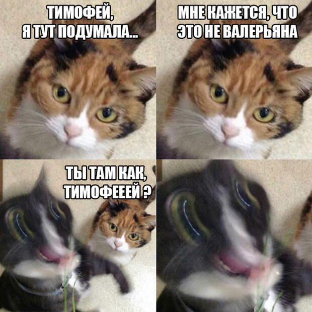 Не та валерьяна