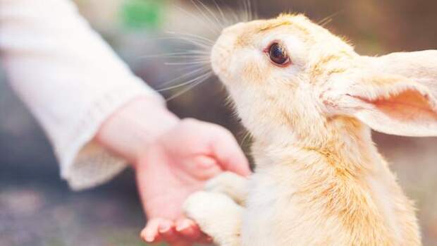 Не такой уж белый и пушистый: как отучить домашнего кролика кусаться