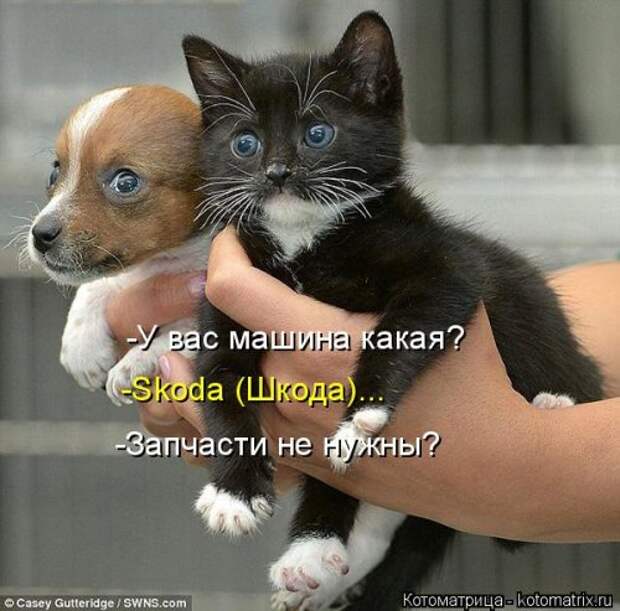 Котоматрица свежак (36 шт)