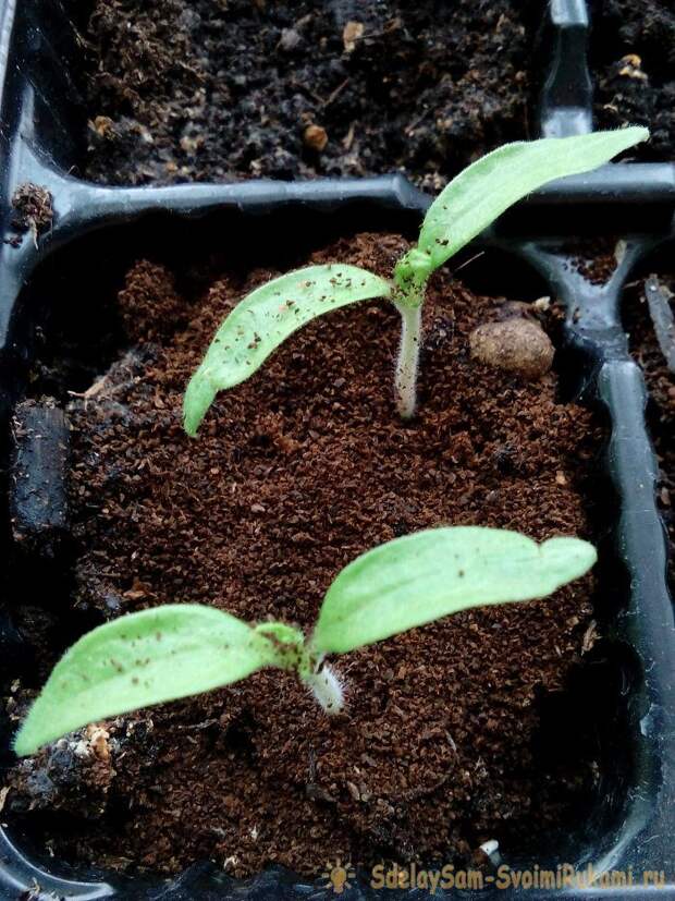 10 способов полезного применения