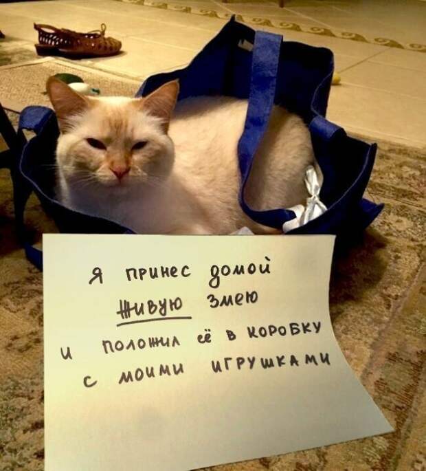18 переводов с кошачьего 18 переводов с кошачьего