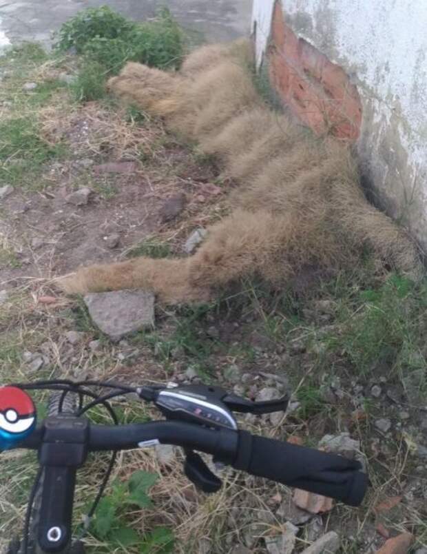 Это просто сухая трава