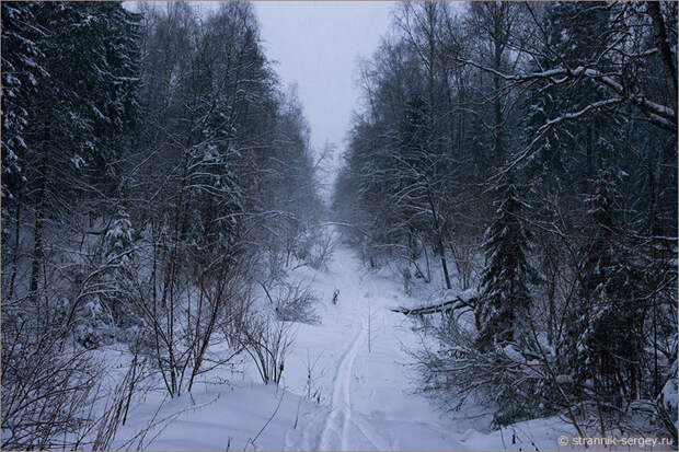 Фото зимы лес