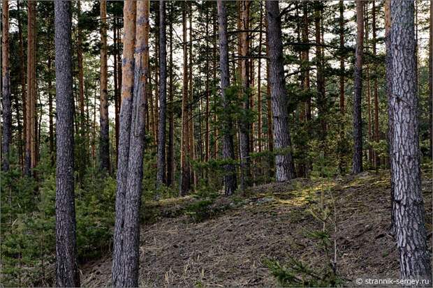 Весенний бор Весенняя река Шередарь Весенняя прогулка